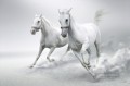 caballos blanco como la nieve corriendo
